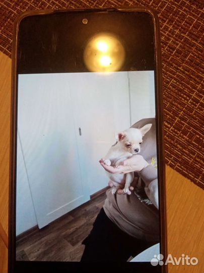 Чихуахуа, тойтерьеры, карликовые пинчеры Доставка