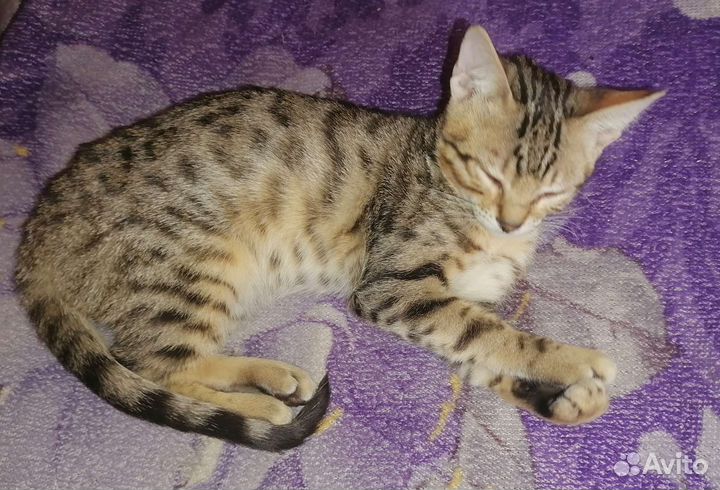 Бенгальская