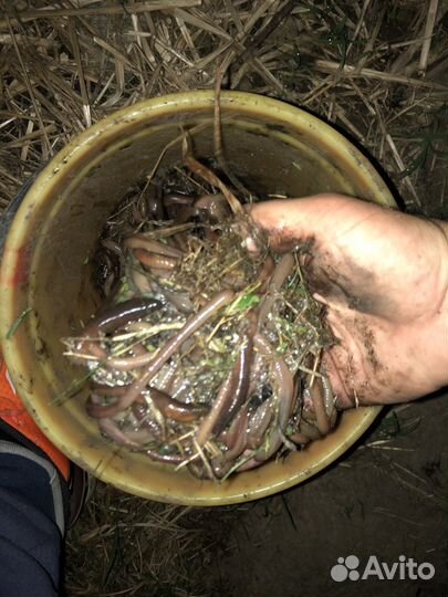 Червь (выползок ) товары для рыбалки