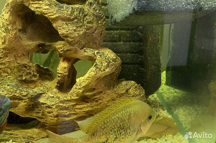 Вьеха 12-14 см Пангасиус 30 см