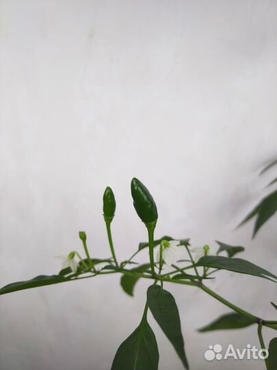 Перец комнатный острый Аладдин