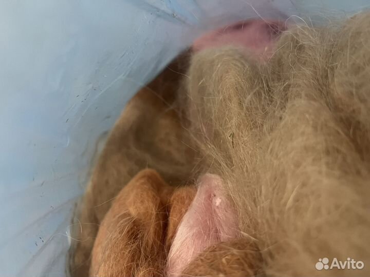 Шерсть ангорской козы