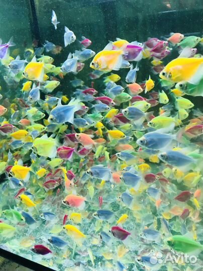 Аквариумные рыбки