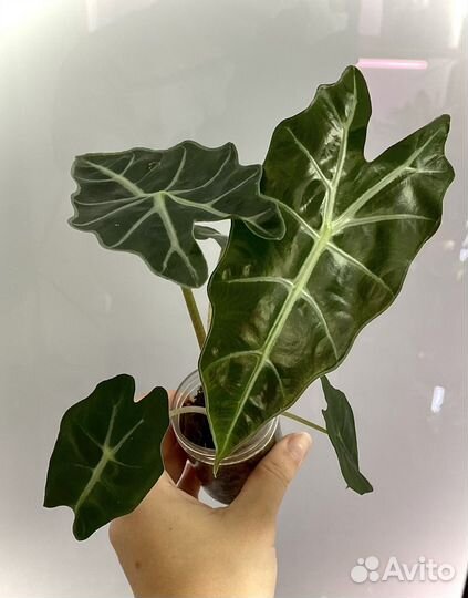 Алоказия Полли