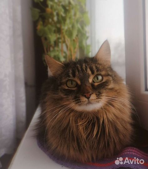 Кошка в добрые руки