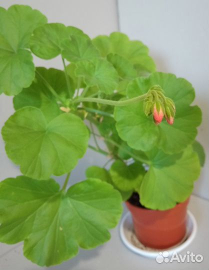Пеларгония герань комнатные цветы