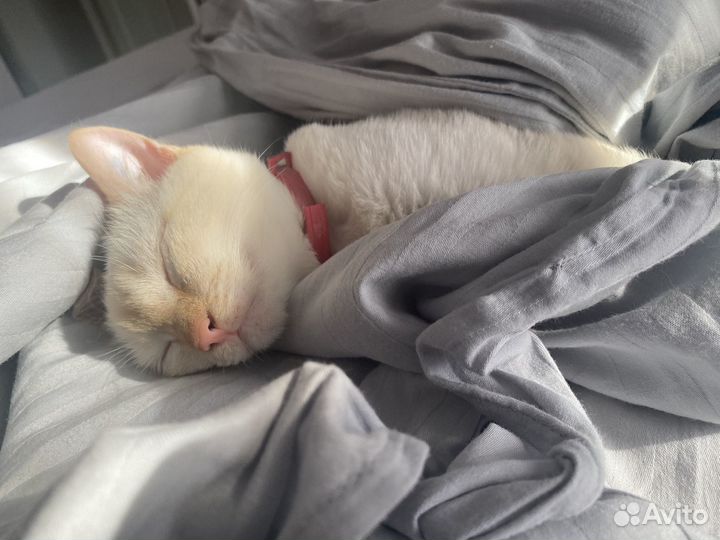 Кошка в дар