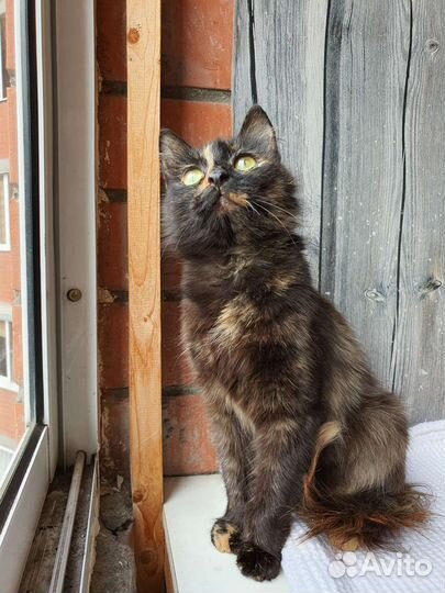 Кошка в дар бесплатно