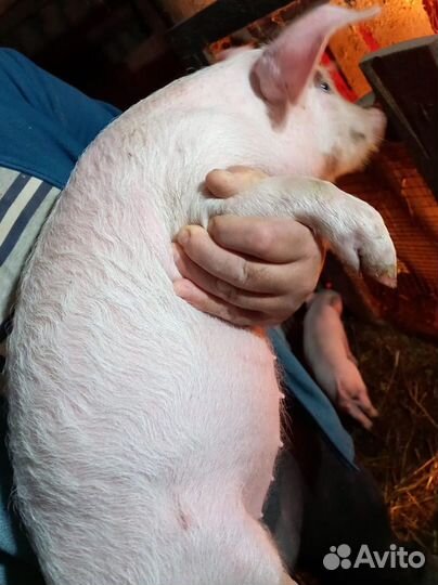 Поросята ландрас+см