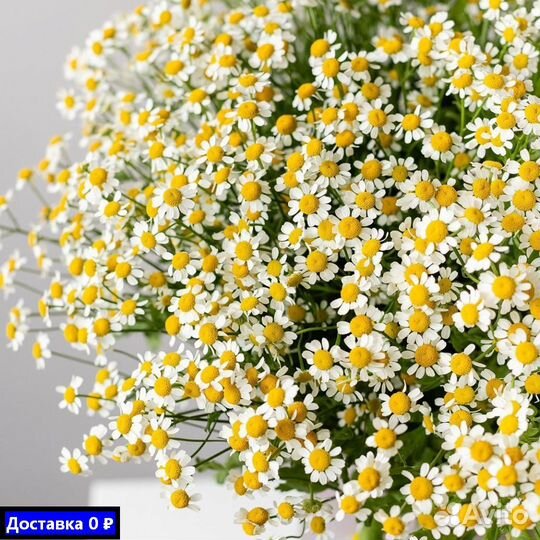 Заказать цветы с ромашками и бесплатной доставкой