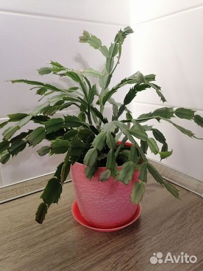 Декабрист шлюмбергера