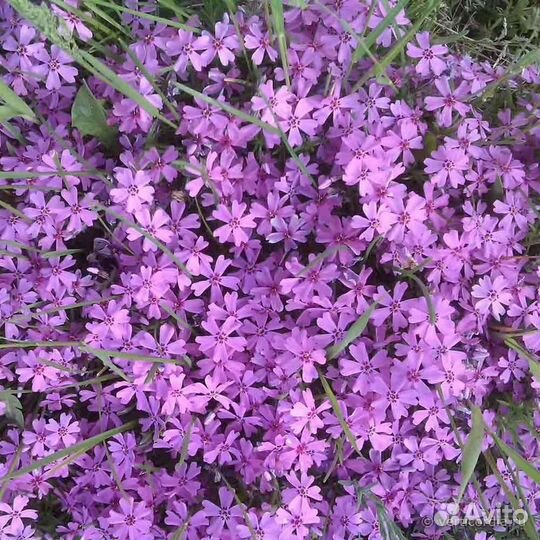 Флокс шиловидный(альпийский)