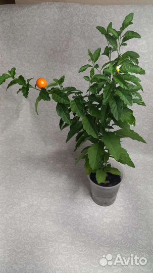 Паслен домашний