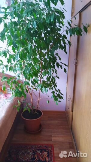 Фикус бенджамина большой