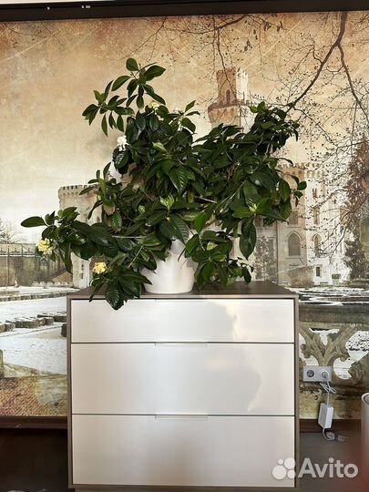 Гардения жасминовидная в кашпо с автополивом