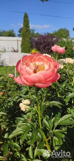 Пион Коралл Сансет