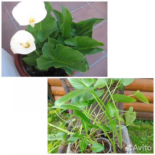 Цветы садовые, кустарники плодовые и декоративные