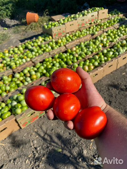 Помидор