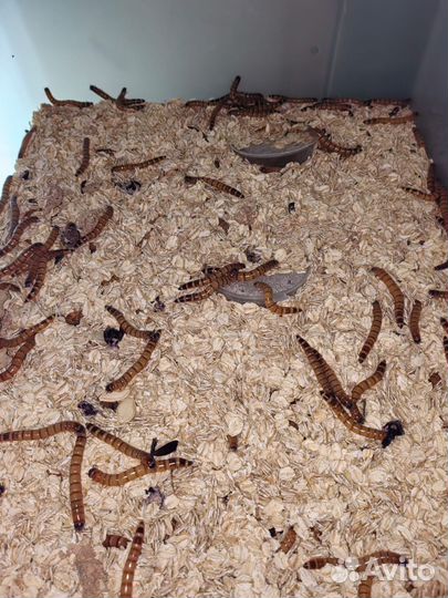 Кормовые насекомые, сверчок, зофобас, туркменский