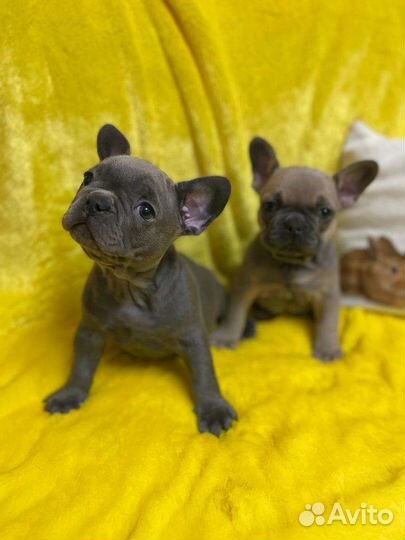 Французский бульдог щенки голубой, лиловый