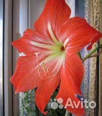 Отдам Куст смородины, малины чёрной и красной