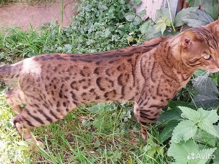 Бенгальский кот вязка