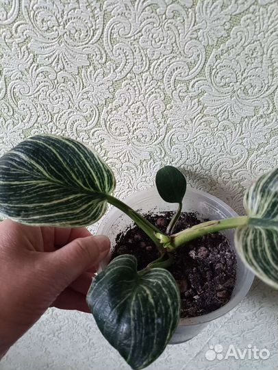 Филодендрон бурле Маркс вариегатный,Фил Биркина