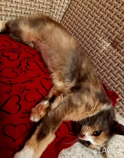 Шейла ищет дом