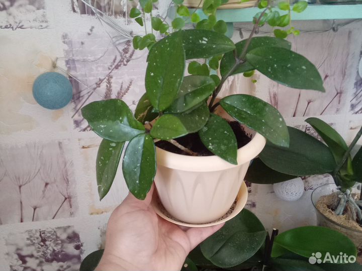 Хойя. Восковой плющ