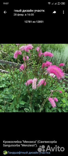 Многолетники