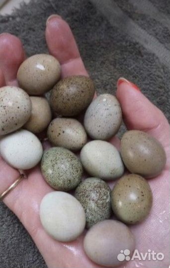 Инкубационное яйцо декоративной перепелки