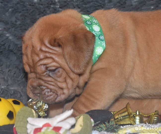 Бордоский дог щенки (французский мастиф)