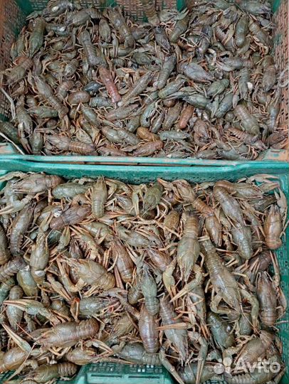 Живые раки с доставкой