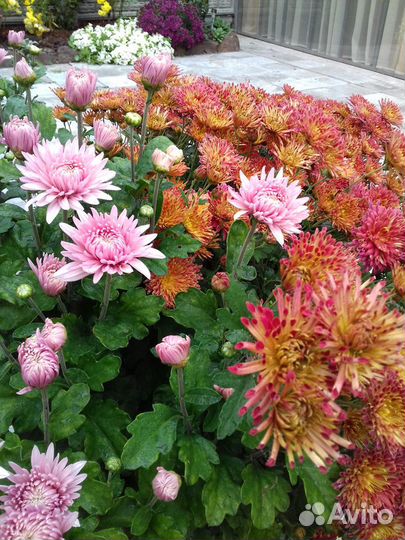 Хризантема. Лилия Тюльпаны. Нарциссы