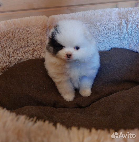 Шпиц Померанский