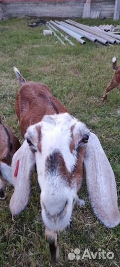 Козы ламанча