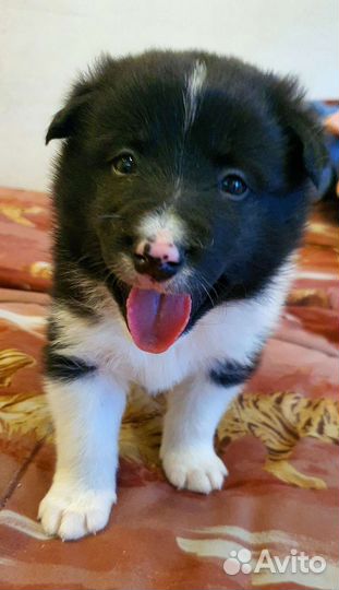 Щенки бордер-колли