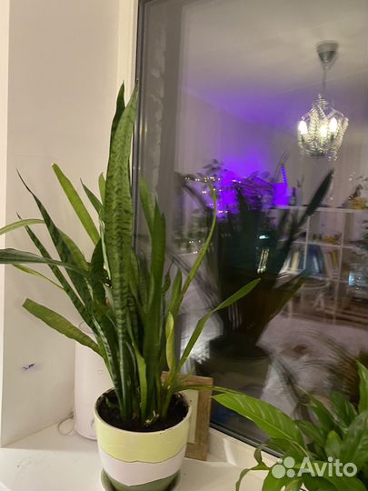 Сансевиерия / щучий хвост с керамическим горшком