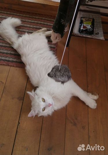 Зооняня, уход за животными на вашей территории