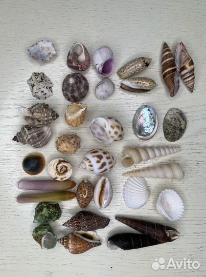 Морские ракушки для игр и коллекции