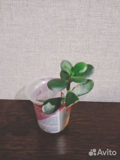 Красула толстянка