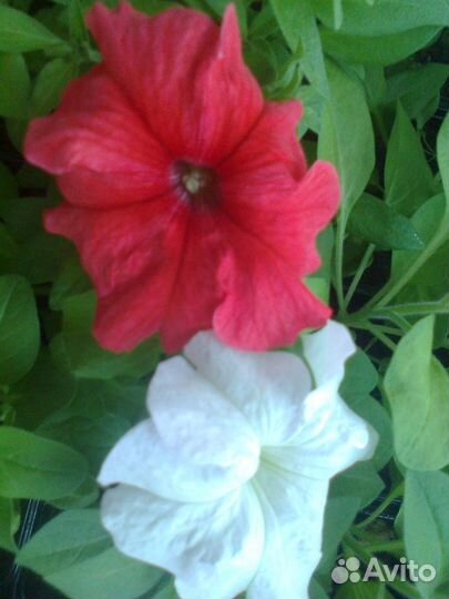 Рассада цветов