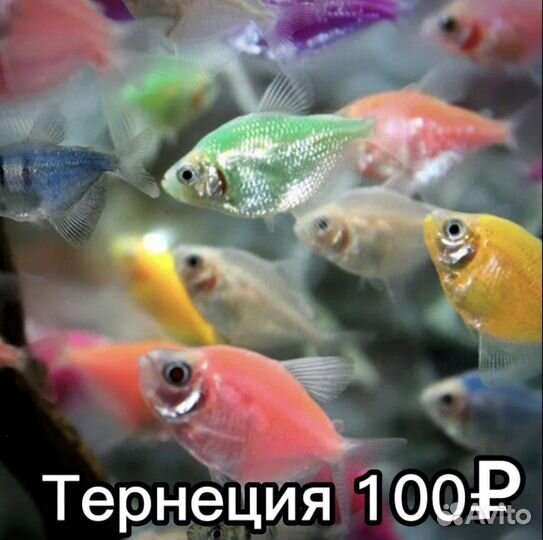 Аквариумные рыбки