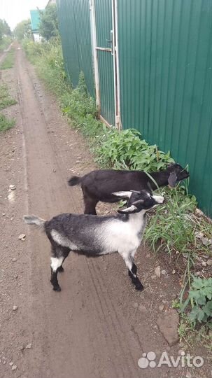 Коза альпийка