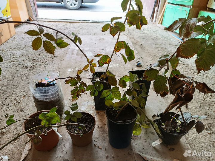 Саженцы ежевики натчез, оучито. астерина джамбо