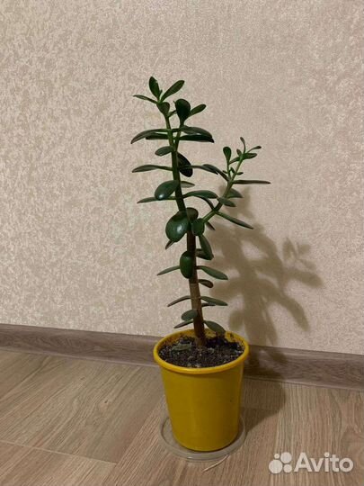 Цветы алоэ толстянка