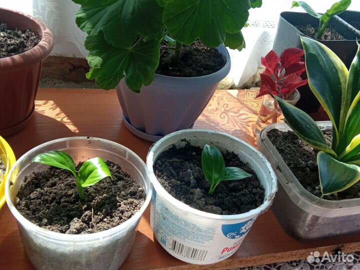 Спатифиллум