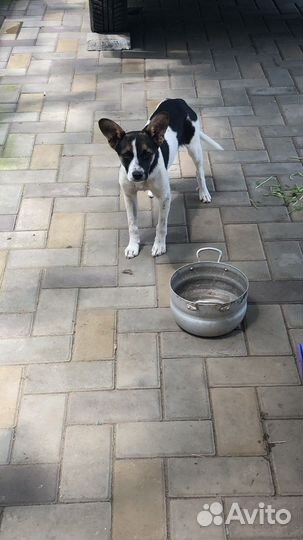 Щенки пинчер