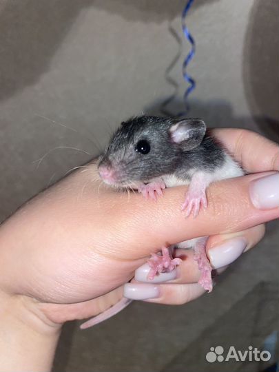 Крысята дамбо