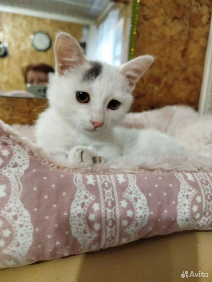 Котёнок в добрые руки, Тюмень